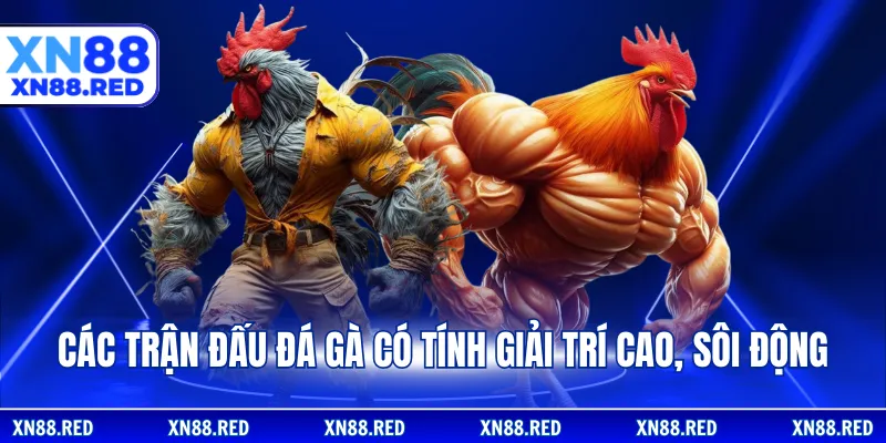 Các trận đấu đá gà có tính giải trí cao, sôi động